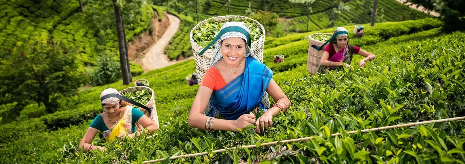 Product Description Image